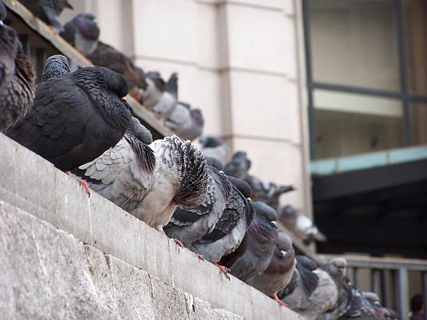 Pigeons Pigeons on the wall plushka stock pictures, royalty-free photos & images