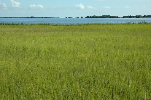 Marsh Grass, Fort Fisher Basin