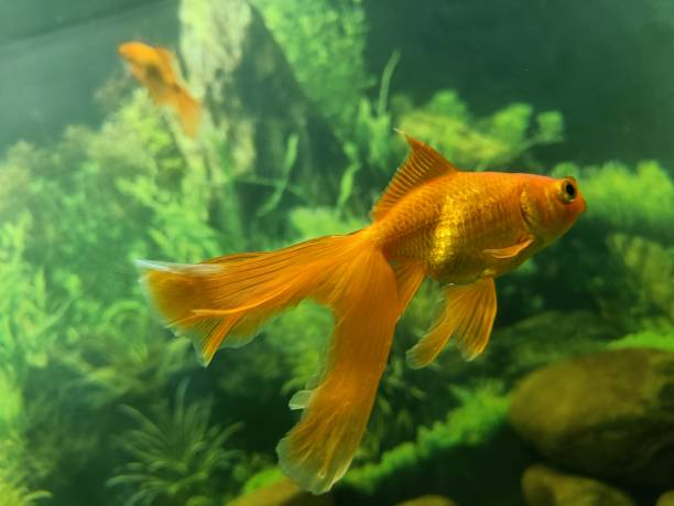 istock Fantail or gold fish in a aquarium with green background 1396988537