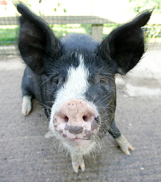 Westbrook the Berkshire Pig Westbrook is a Berkshire boar, or kurobuta (in Japanese).  He thinks he's more of a dog than a pig. berkshire pig stock pictures, royalty-free photos & images