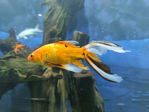 Fantail or gold fish in a aquarium