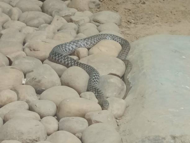 Indian cobra snake crawling in stones