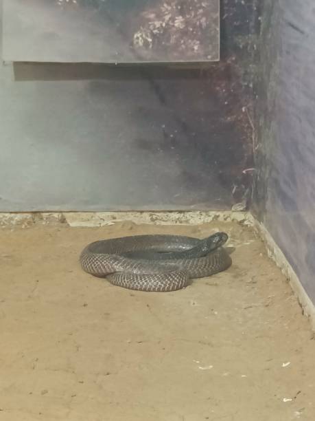 istock Cobra in a zoo 1396988589