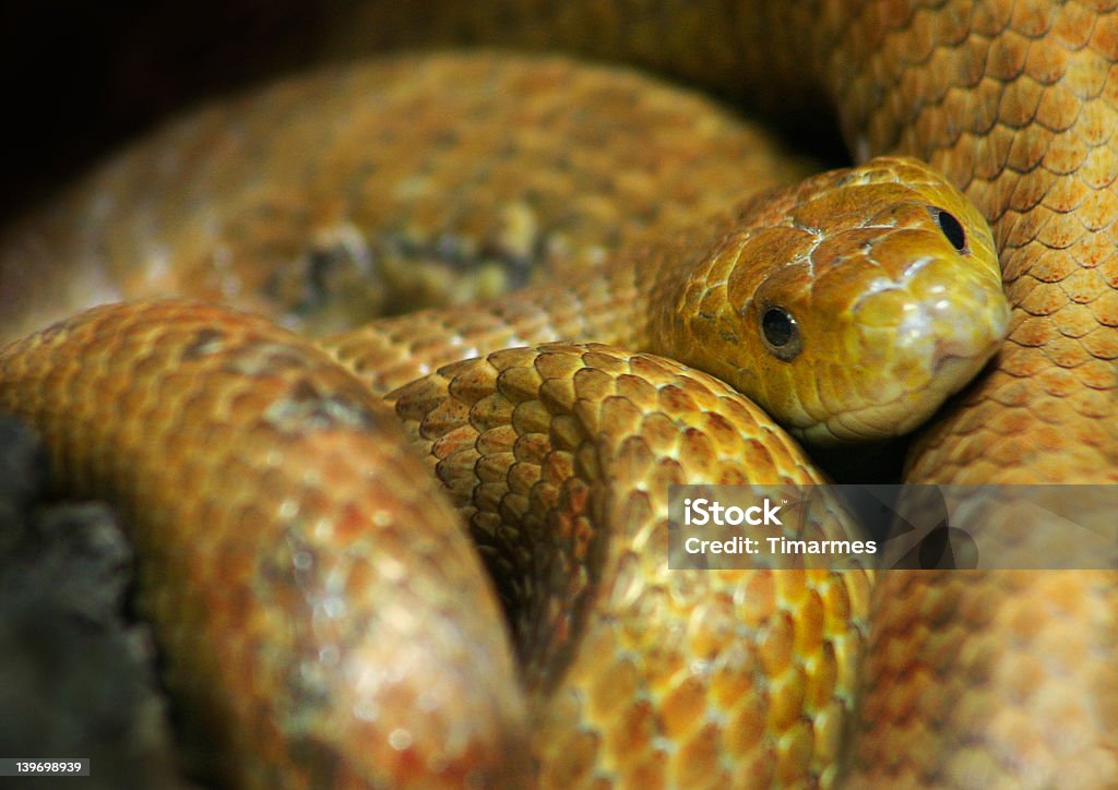 Un serpente - Foto stock royalty-free di Animale