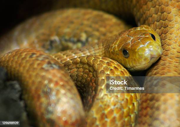 Un Serpente - Fotografie stock e altre immagini di Animale - Animale, Animale selvatico, Canino - Denti di animale