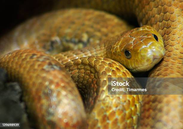 Foto de Uma Cobra e mais fotos de stock de Animal - Animal, Assustador, Cobra