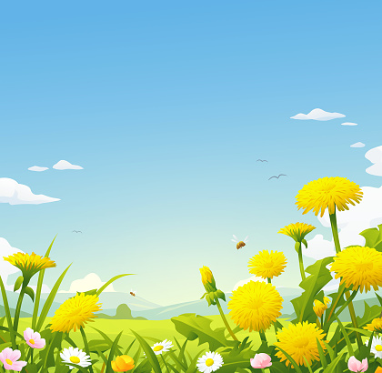 Beautiful summer or spring meadow with blooming Dandelions. Vector illustration with space for text.