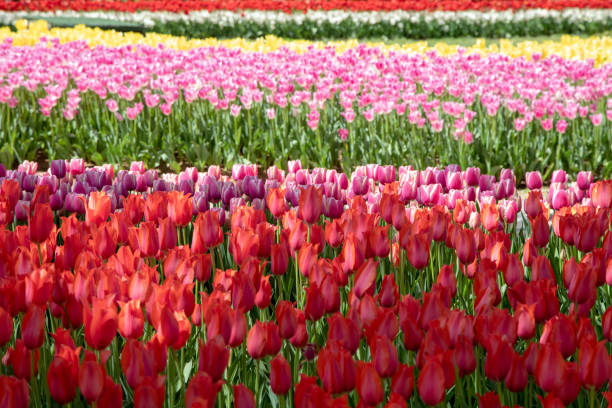 View of many mixed color tulips