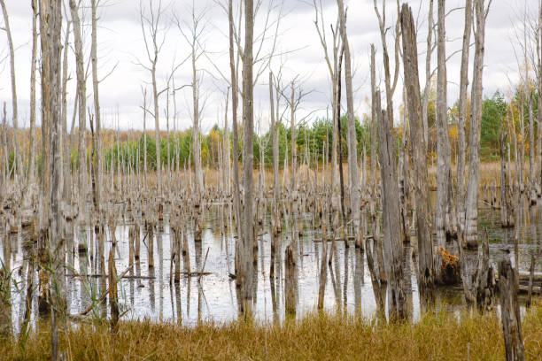 istock A swamp with dry dead trees, logs, and flowering cattails. Environmental problems, waterlogging of the territory, uninhabitable areas. Natural background 1396992227