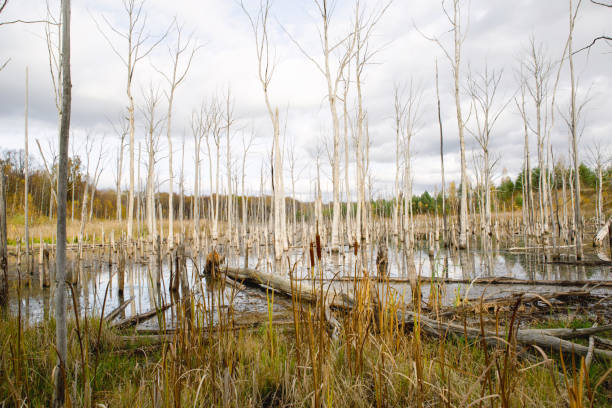 istock A swamp with dry dead trees, logs, and flowering cattails. Environmental problems, waterlogging of the territory, uninhabitable areas. Natural background 1396992229