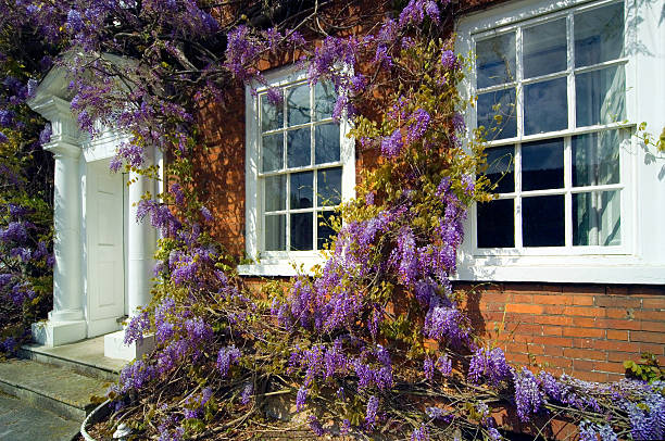 Traditional Georgian hosue front with Wisteria