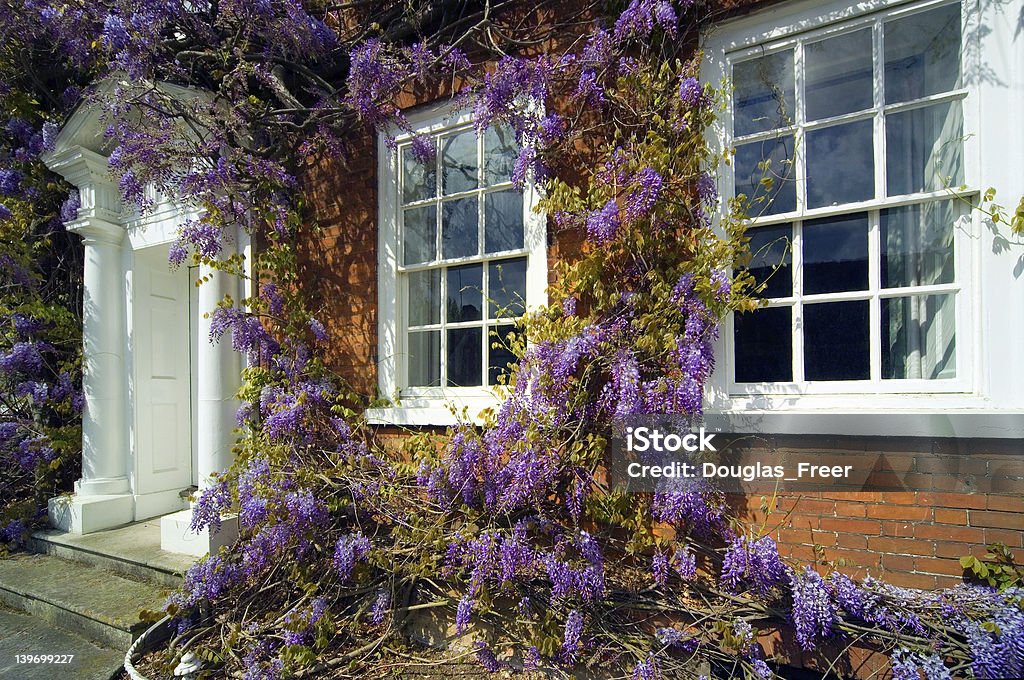 Traditional Georgian house front with Wisteria Traditional Georgian hosue front with Wisteria Sash Window Stock Photo