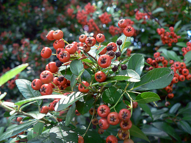 Red Berries stock photo