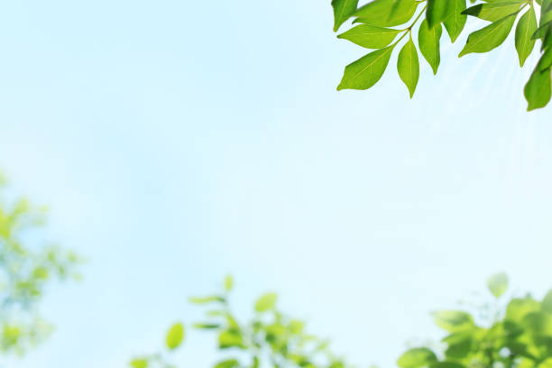 istock A refreshing frame of tree leaves and blue sky 1396993500