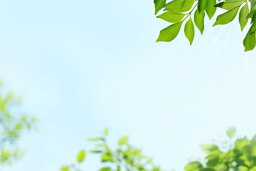 A refreshing frame of tree leaves and blue sky