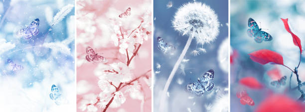 季節を設定します。蝶と花。バナー形式。 - dandelion snow ストックフォトと画像