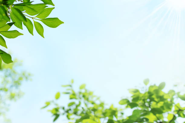 A refreshing frame of tree leaves and blue sky