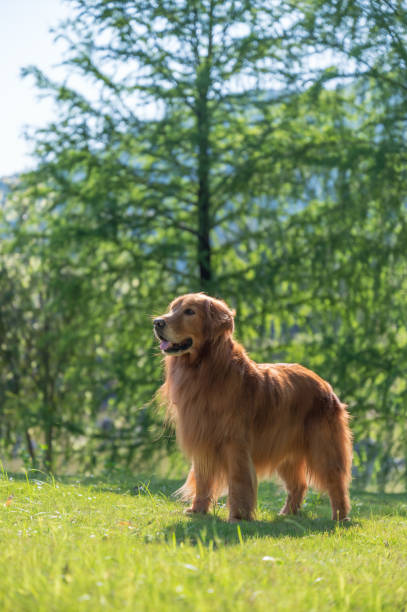 Golden Retriever standing on hillside grass