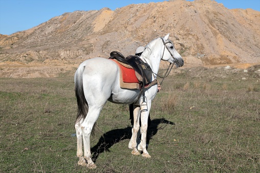 A white horse waiting in a mountainous landscape. Race horse.