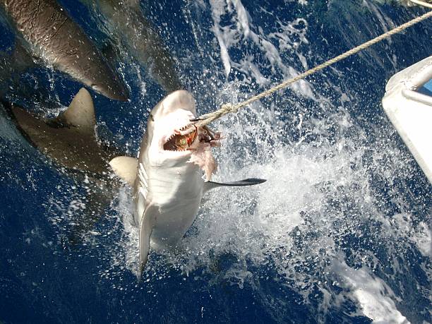 istock Shark out of water 139699443