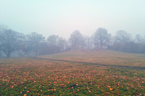 A mystical view of a foggy autumn morning in the park