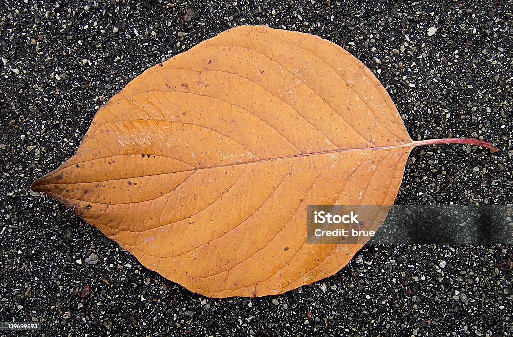Hoja de otoño - Foto de stock de Amarillo - Color libre de derechos