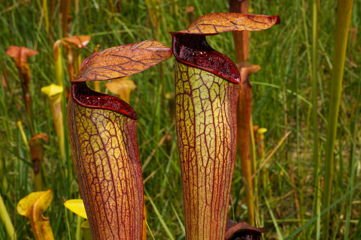 Two veined pitchers of the pale pitcher plant, Sarracenia alata, in natural environment, Alabama, USA