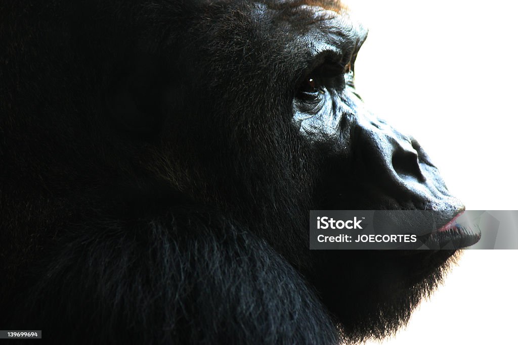 La Ape - Foto stock royalty-free di Gorilla