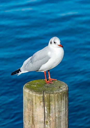 Horizontal closeup photo of a Seagull with bright red legs, feet and beak, standing on the rocky foreshore with breaking ocean waves in the background at Byron Bay, north coast NSW in Winter.