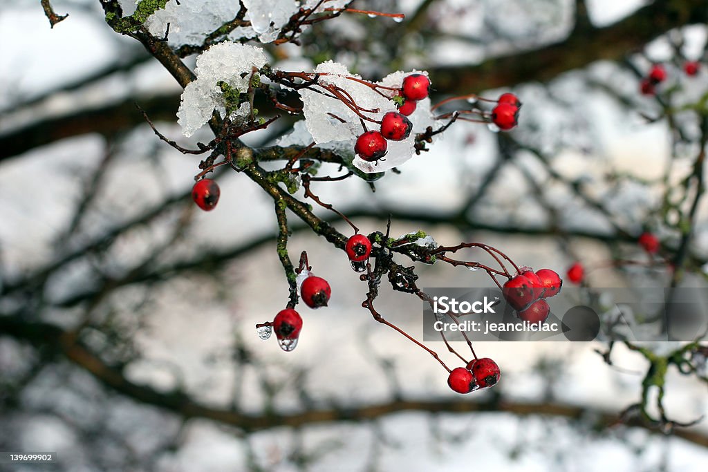O inverno - Foto de stock de Beleza royalty-free