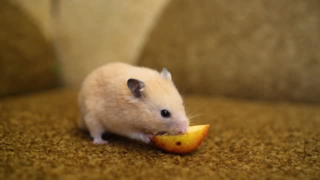 Funny Syrian hamster eating an apple
