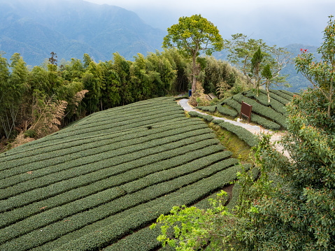 Beautiful tea garden rows scene isolated, design concept for the tea product in Taiwan.