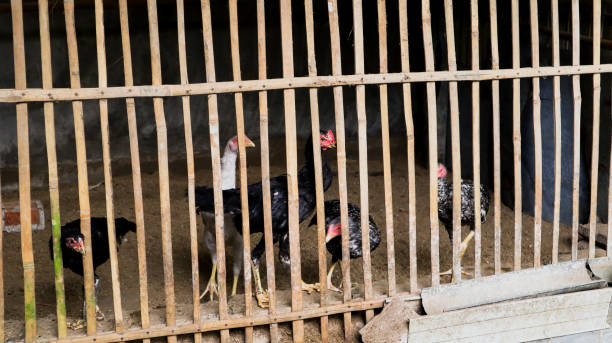 chickens in cages are raised for consumption of meat and eggs - chicken house imagens e fotografias de stock