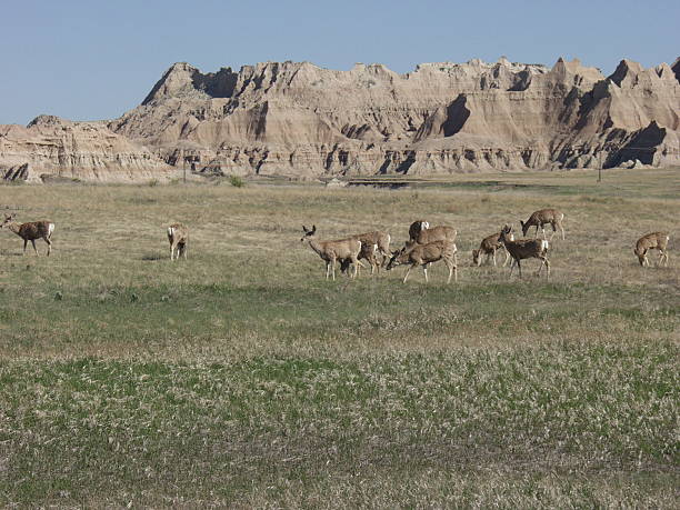 Deer in the Mountians stock photo