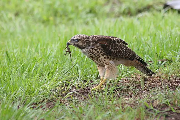 Hawk with his captured prey (small lizard)