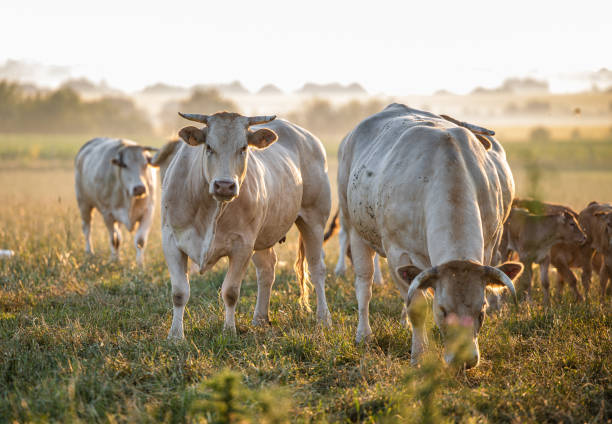 istock Pure breed Chianina cows cattle during morning sun - creative stock image 1397001807