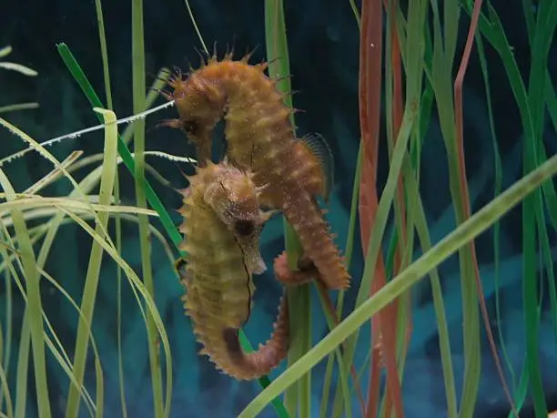 Photo of seahorses