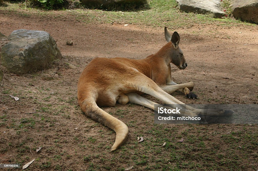 Canguru vermelho - Royalty-free Austrália Foto de stock