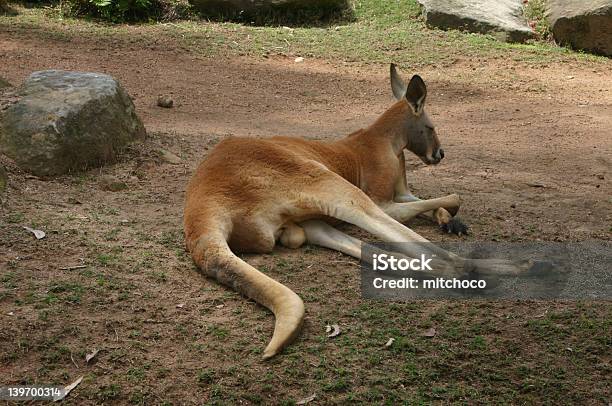 Canguru Vermelho - Fotografias de stock e mais imagens de Austrália - Austrália, Canguru, Cultura Australiana