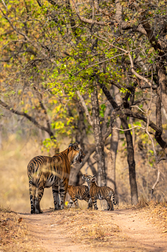 two very cute small wild tiger cubs with her mom showing love and affection to her mother tigress a cuddling moment in safari at bandhavgarh national park madhya pradesh india - panthera tigris