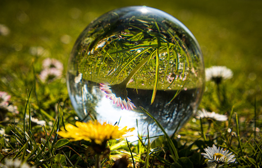 A Lensball placed in front of a beautiful daisy on a meadow.