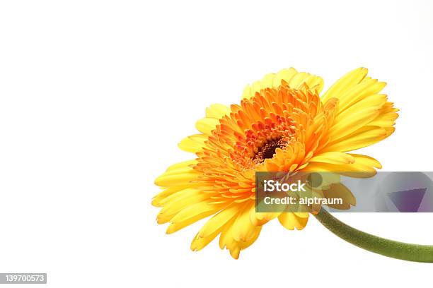 Gerbera Amarillo Foto de stock y más banco de imágenes de Amarillo - Color - Amarillo - Color, Belleza, Belleza de la naturaleza