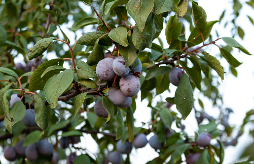 Plums on a tree