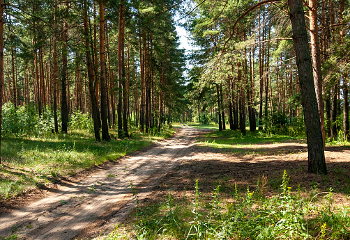 Un camino rural arenoso en un bosque de pinos. photo