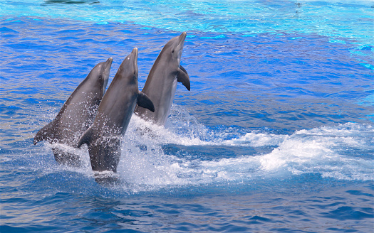 Three bottlenose dolphins (Tursiops truncatus) standing out of the water