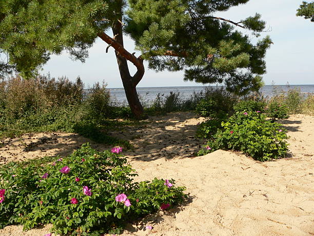 pine und hund rosen auf den strand - flowerpatterned stock-fotos und bilder