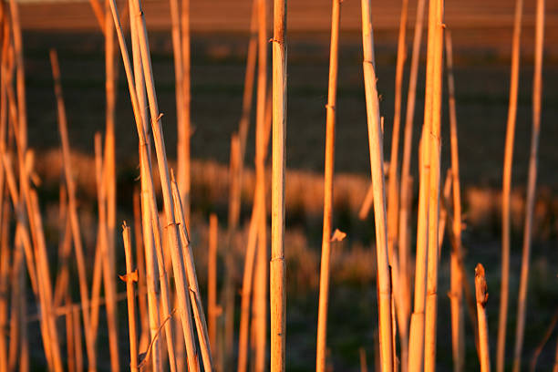 Canes au coucher du soleil - Photo