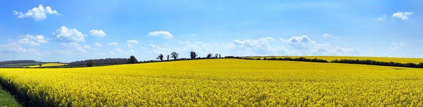May in England is the spring season for prolific splashes of yellow colour under clear skies of blue in Dorset rural farm and agriculture fields full of oilseed rape crop, used for Canola Oil