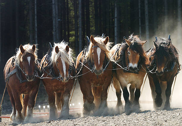 horses stock photo