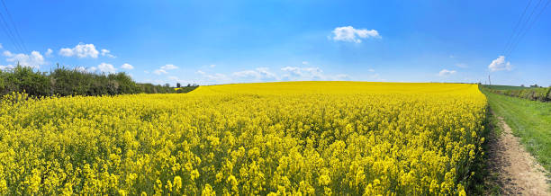 istock Wide angle of Oilseed rape crop, Dorset, England 1397007596